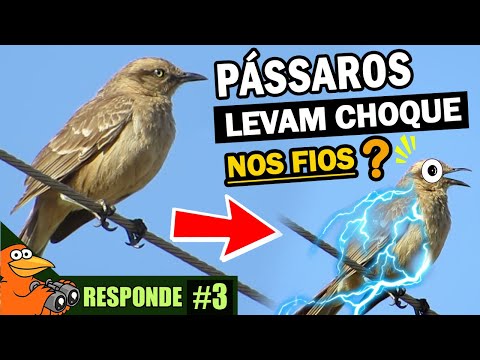 Vídeo: Por Que Os Pássaros Sentam Em Fios E Não São Eletrocutados: Fatos