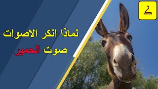 لماذا انكر الاصوات صوت الحمير؟