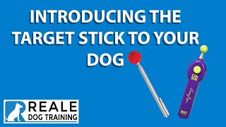 Part 1: How to Use the Target Stick with Your Dog screenshot 5