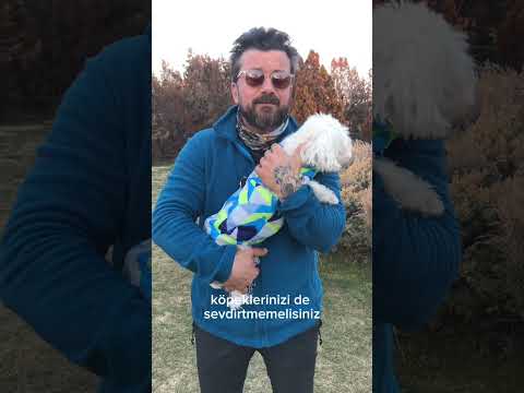 Video: Sokak köpeği köpek dostu mudur?