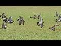 Chasse pigeon  protection de culture cal16 petit pois