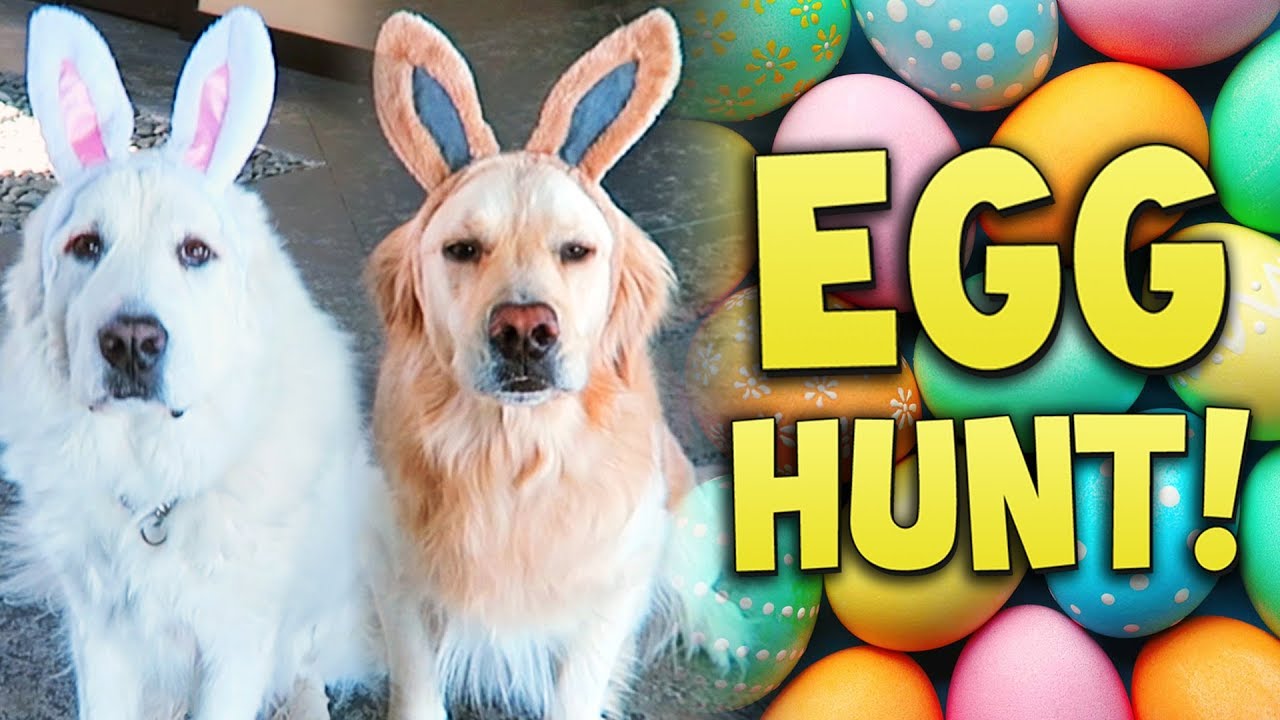 DOG EASTER EGG HUNT AND EGG CHALLENGE! (Super Cooper Sunday 138) YouTube
