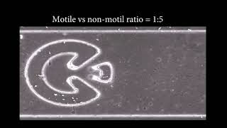 Rheotaxis-based separation of sperm with progressive motility using a microfluidic corral system