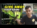 Giveaway Ekor Burung Paruh Bengkok Mp3 - Mp4 Download