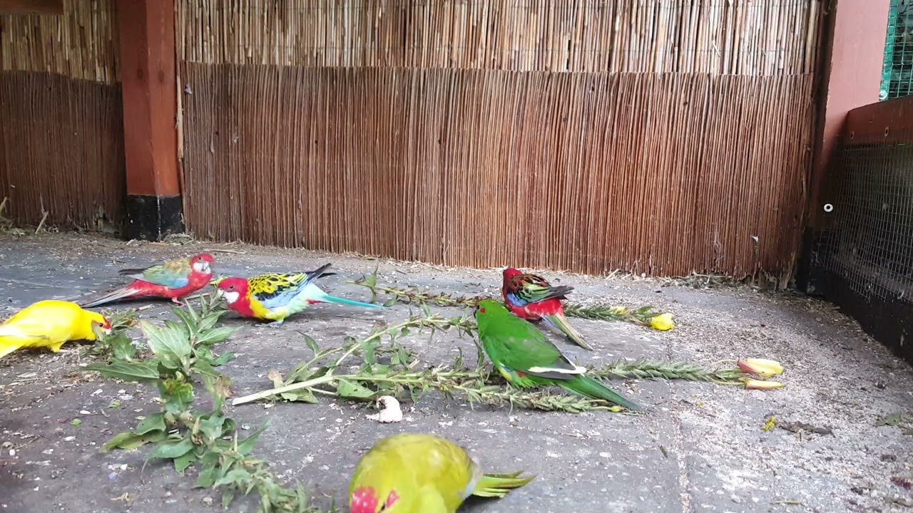 Modrolotki (Cyanoramphus n.), rozelle (Platycercus e.), barabandy (Polytelis s.)/Kakariki,rosella,