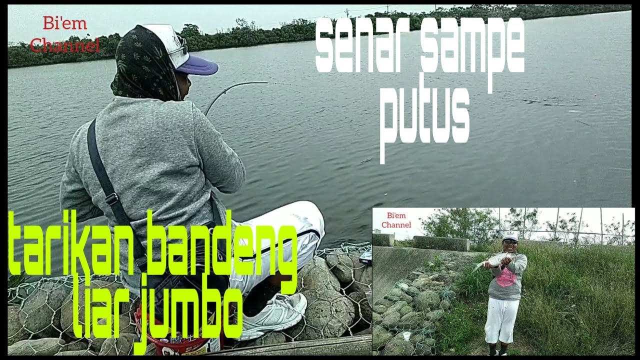 Mancing bandeng liar senar sampai putus