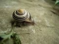 snail  (SONY DSC-W200)