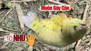 Câu Cá Rô Đồng , Phát Hiện Điểm Câu Toàn Rô Khủng , Giật Muốn Gãy Cần Quá Đã Tay @VuAnhTVFishing