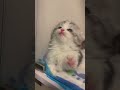 #fifaworldcup2022 #love #kgf #funny #kpop #ep #shortvideo #status Baby Cats - Cute and Funny Cat