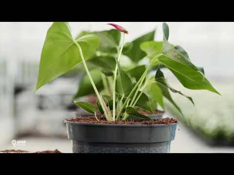 Karma Plants - glastuinbouwgebied NEXTgarden - Gemeente Lingewaard