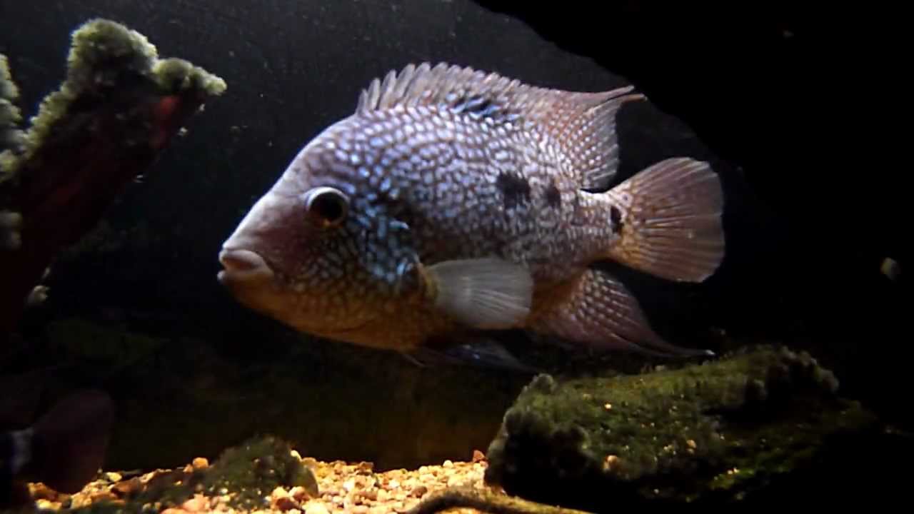 Carpintis cichlid