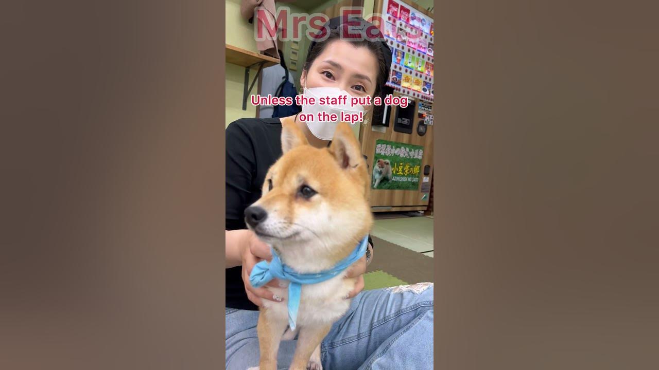 In Japan, there are Shiba dogs in the cafe! - YouTube