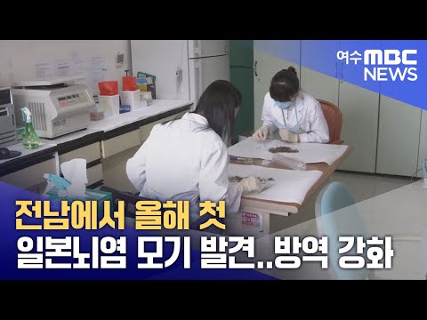 전남에서 올해 첫 <strong>일본뇌염</strong> 모기 발견..방역 강화 (250331월/뉴스데스크)