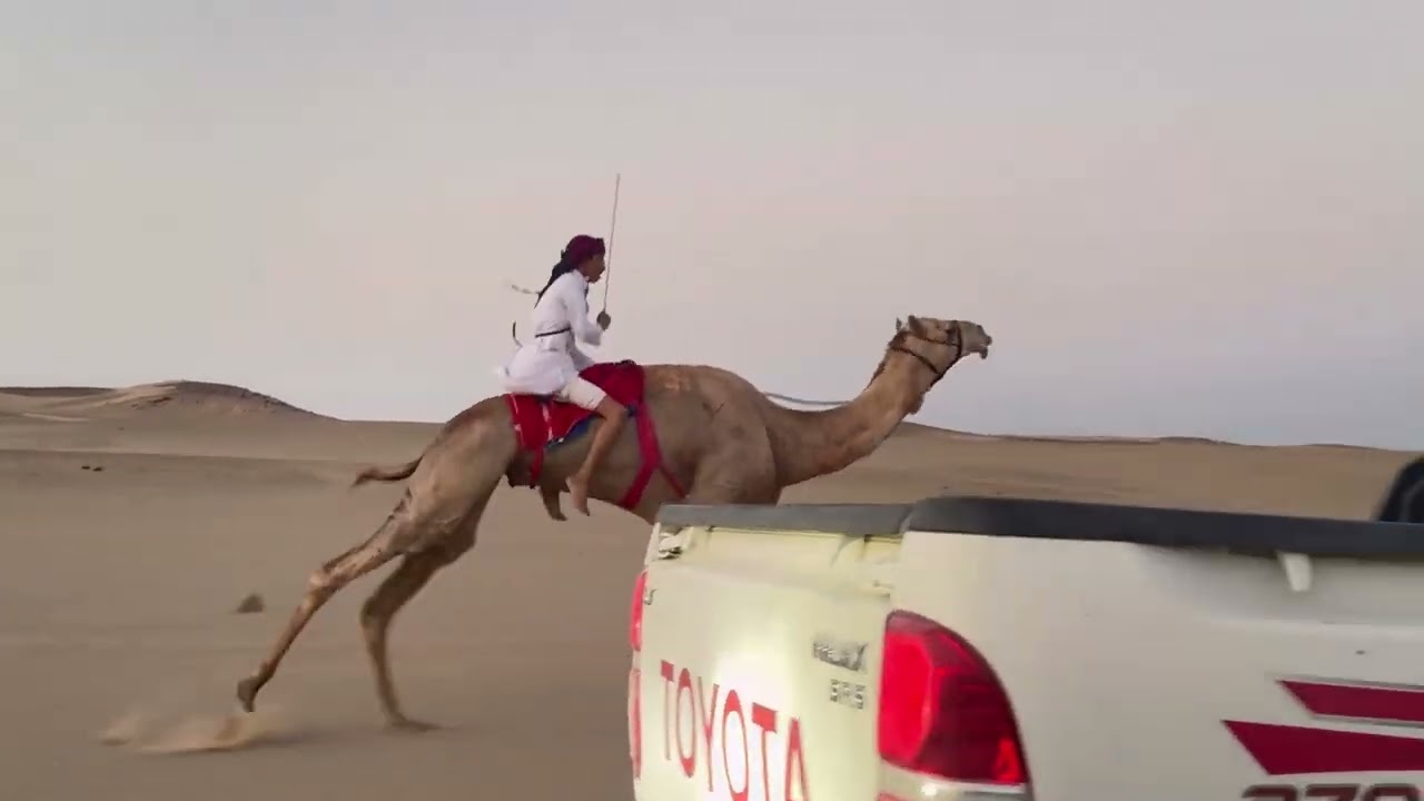 تبرعة  زياد سعيد الفايدي مناسبة فوز بيان بكاس العالم للهجن المركز الاول لطام سعود شليويح الجهني