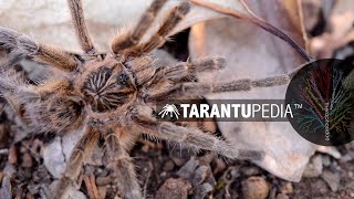 Unknown adult male lesser baboon from South African desert by Tarantupedia™ 659 views 4 years ago 1 minute, 38 seconds