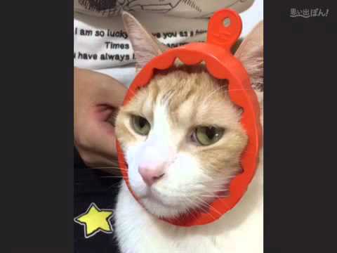 おれ、ねこ