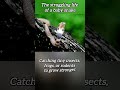 From Egg to Hunter | Baby Snake’s Fight for Survival 🐍 #Shorts#Snake #trending
