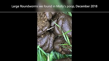 How To Test Your Horse For Worms At Home | Elizabeth Holderman & Metallic Molly K