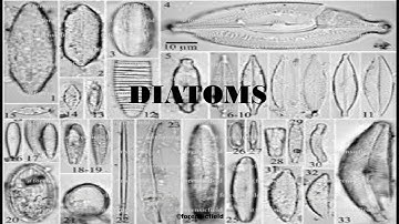 Diatoms