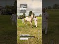 Boulonnais Pholy Des Marmousets, David Deguines #shorts #Boulonnais #chevalBoulonnais #cheval #horse