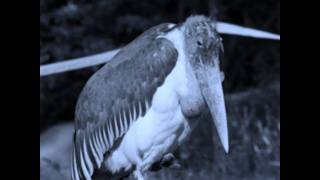 μαραμπου - social waste marabou
