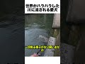 川に流される愛犬のサムネイル