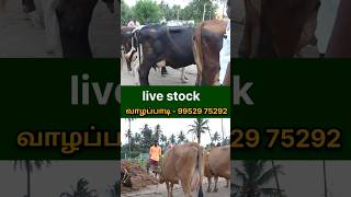 live stock | 25 hf&ஜெர்சிமாடு விற்பனைக்கு #cowsale #cowsale  #cattlefarming  #farming #பால்மாடு