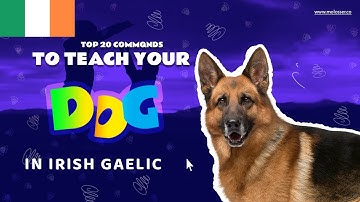 Teach Your Dog Commands In Irish Gaelic (20 Common Words)