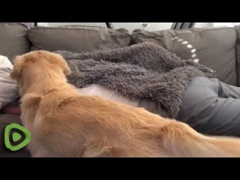 Jealous Dog Doesn't Let Owners Cuddle Without Him