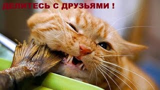 Коты воришки Коты воришки