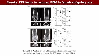 Imeta Maternal Gut Microbiotaderived Daidzein Prevents Osteoporosis In Female Offspring