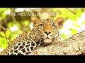 Leopards of MalaMala - Habitat: The Piccadilly female.