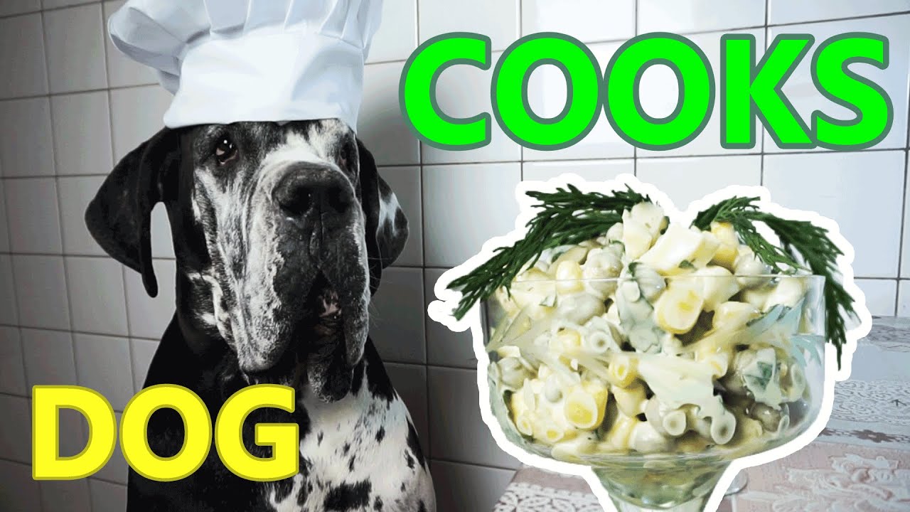 Dog cooks salad with peas and corn The simplest salad recipe YouTube