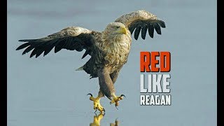 Video thumbnail of "Buddy Brown - Red Like Reagan - FOLLOW Spotify & Apple Music"