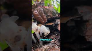 This Plant is a Literal VAMPIRE! 🧛‍♂️ #shorts #nature #myths #facts #unique