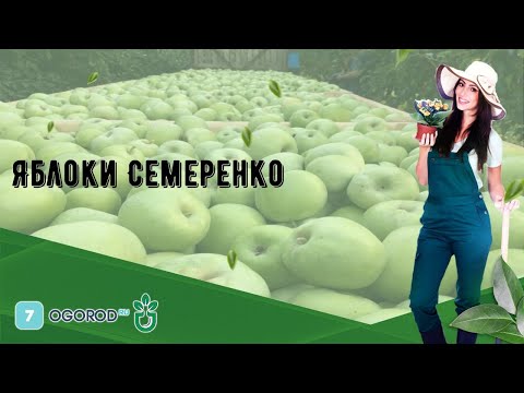 Яблоки Семеренко