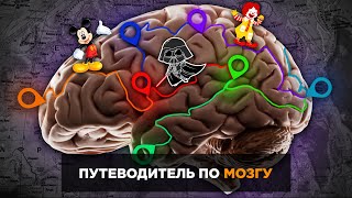 Путеводитель по мозгу | Причём тут Микки Маус и Дарт Вейдер?