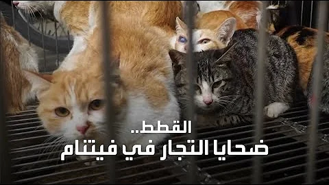 شفا تحولت الى قطه