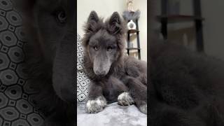 WOLF TRANSFORMATION from PUPPY to GIANT ADULT  #bluewolf #guarddog #wolfdog #wolf