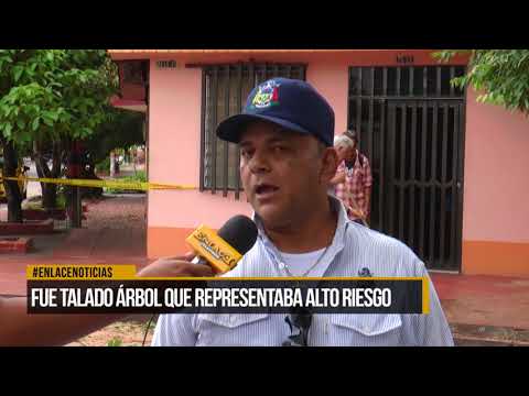 Fue talado árbol que representaba alto riesgo en Palmira