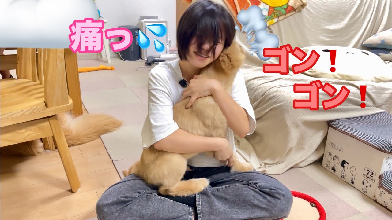 姉ハグが嫌すぎて、全力頭突きで脱出を試みるゴルパピだいふく【ゴールデンレトリバーとミニチュアダックスフンド】