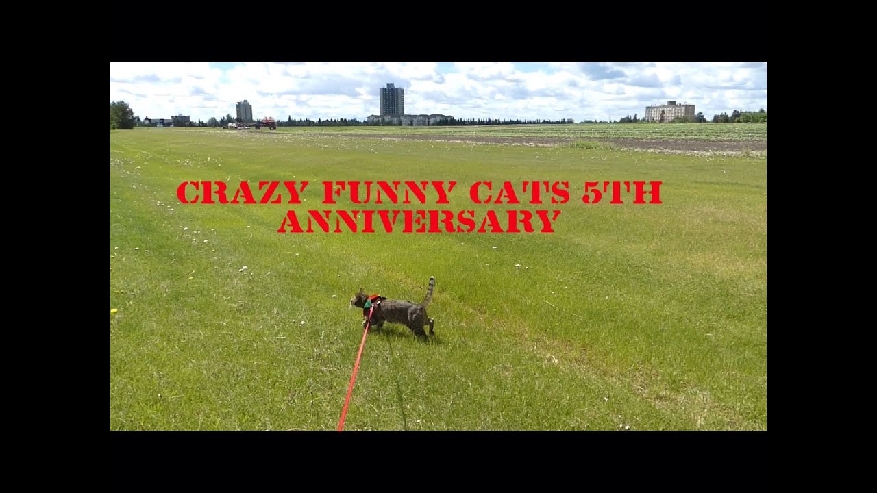 videoshop mod apk CRAZY FUNNY CATS 5th Anniversary ✨👽🐱🐯🦁✨🇨🇦