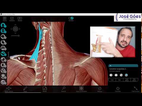 Vídeo: Como tratar a dor do elevador da escápula?