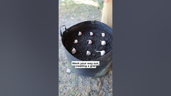 Grow Garlic in Containers with these EASY steps! #garlictips #howtogrowgarlic #containergardening