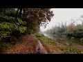 Rain and relaxing piano | a light rainy day in my forest