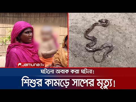 ভিডিও: একটি কুমিরের বাচ্চা: আকর্ষণীয় তথ্য