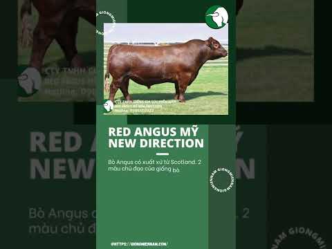 Giong Bo Red Angus - RED ANGUS MỸ NEW DIRECTION