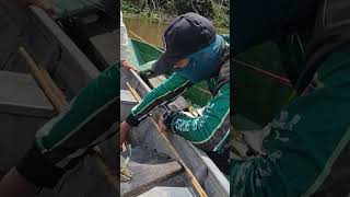 espólio da pescaria de sardinha na mata de igapó 🎣
