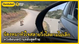 น้องหมาหัวใจสลายวิ่งไล่ตามไม่เลิก หวังอ้อนขอบ้านหลังสุดท้าย | Dog's Clip