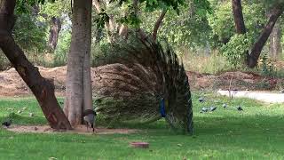 Peacock Dances to attract the Peahen(Female)